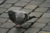 Papal Pigeon