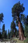 Grant Grove Sequoia