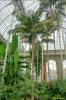 Palm House (Botannical Gardens) interior 1