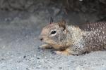 Ground Squirrel 2