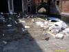 Sea Gulls After Fish Market